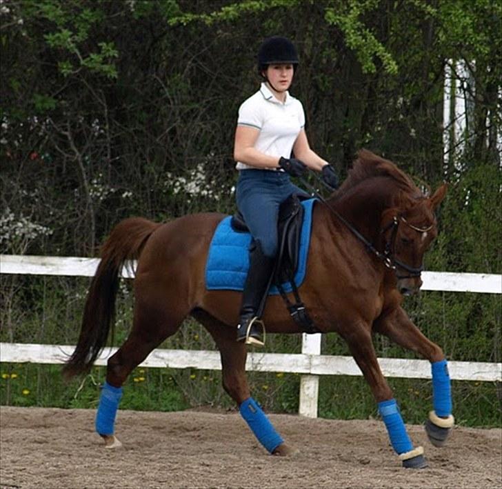 Tysk Sportspony Nerle solgt billede 19