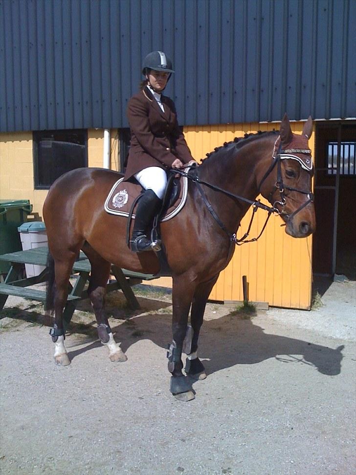 Dansk Varmblod Sawina - AFLIVET R.I.P.  billede 13