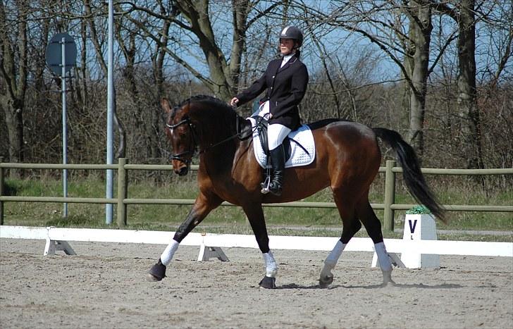 Dansk Varmblod Sawina - AFLIVET R.I.P.  billede 14