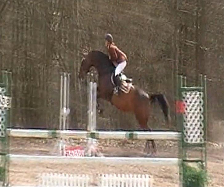 Dansk Varmblod Sawina - AFLIVET R.I.P.  - billede fra video, derfor kvaliteten billede 16