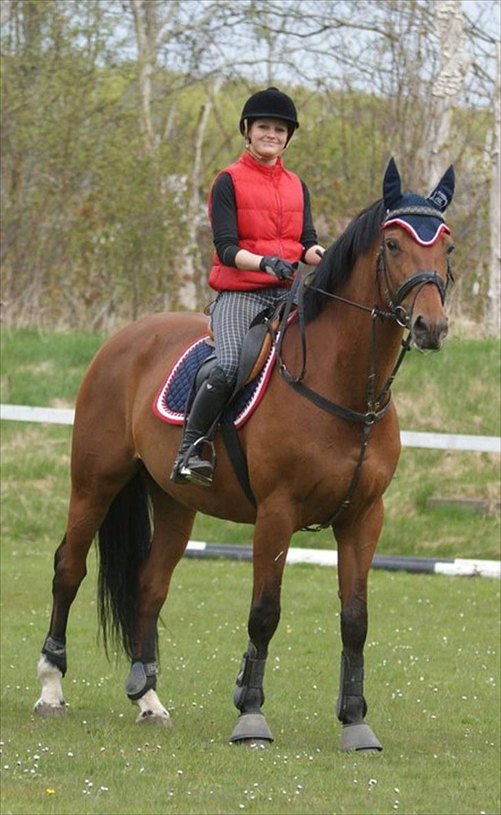 Zangersheide Galaxie Alfarvad Z R.I.P - Inden start på LB, maj 10 - FotoMB - Mathilde Brønden billede 2