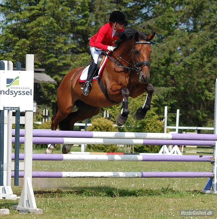 Zangersheide Galaxie Alfarvad Z R.I.P - Alt for lækker i en LB i HJR, som vi vandt, juni 10 . Foto: Annika billede 6