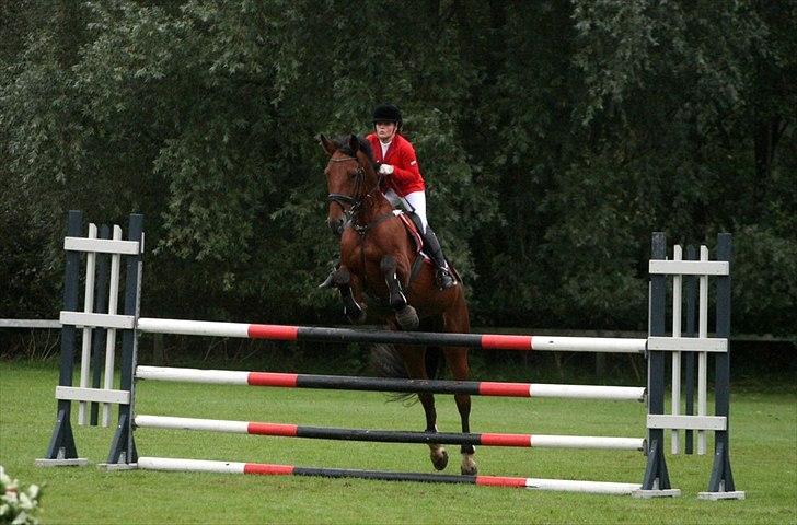 Zangersheide Galaxie Alfarvad Z R.I.P - Vores første LA 26/09/10 Foto: Michael Robsøe billede 7
