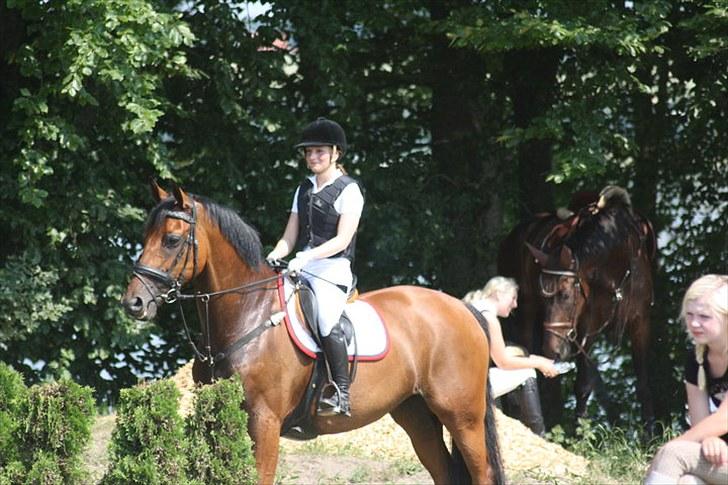 Zangersheide Galaxie Alfarvad Z R.I.P - Inden vi skal på banen i KONG 3/7-10 Foto: Julia Lorentzen billede 9