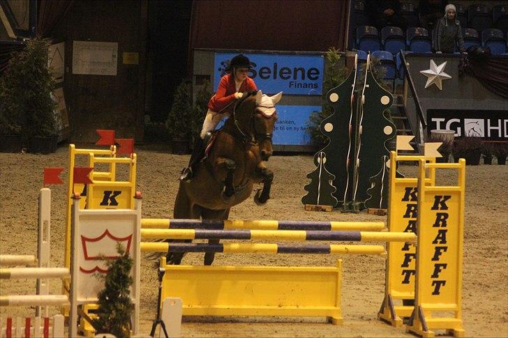 Zangersheide Galaxie Alfarvad Z R.I.P - Laks til Warm Up, LB 8. plads, dec 10 Foto: Pernille Kirstine Bjerregaard billede 10