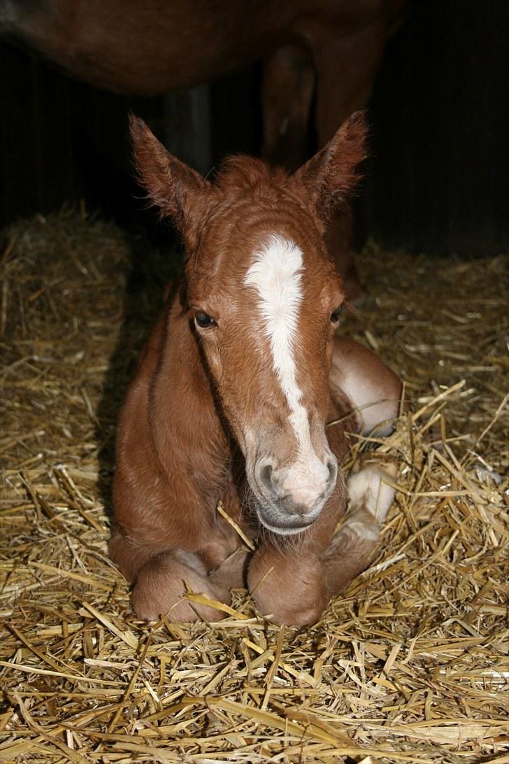 DSP Moonjam´s Melody billede 1