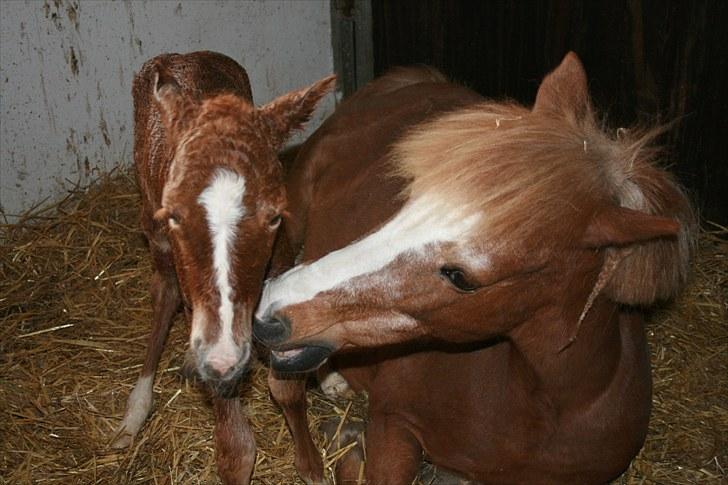 DSP Moonjam´s Melody billede 2