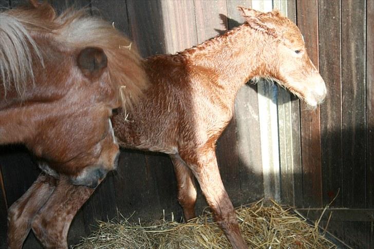 DSP Moonjam´s Melody billede 3