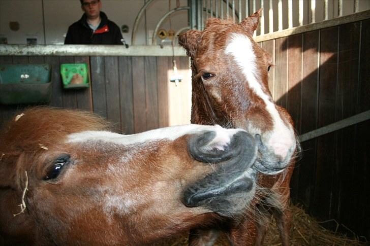 DSP Moonjam´s Melody billede 4