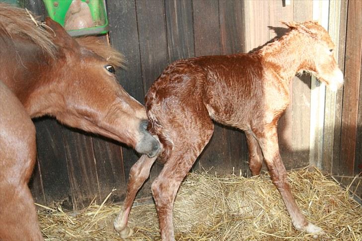 DSP Moonjam´s Melody billede 5