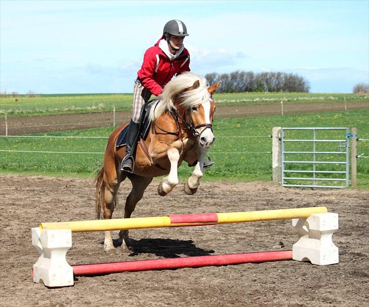 Haflinger Aragon *SOLGT* - Maj 2010, 2. gang de springer (CNN-foto) billede 18