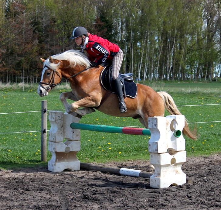 Haflinger Aragon *SOLGT* - Maj 2010, 2. gang de springer (CNN-foto) billede 19