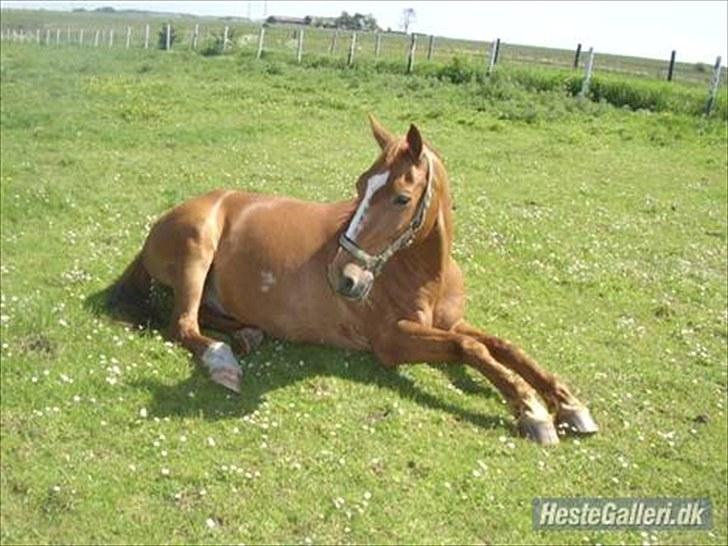 Dansk Varmblod Libero billede 19