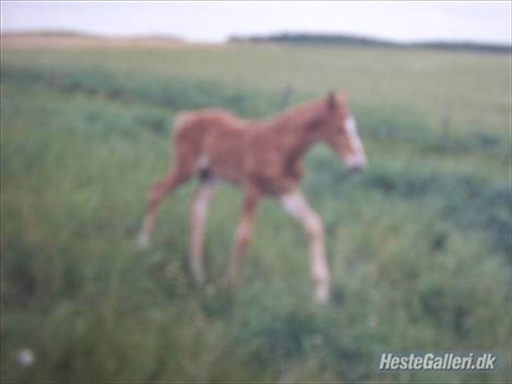 Dansk Varmblod Libero - Lille bitte libero billede 20