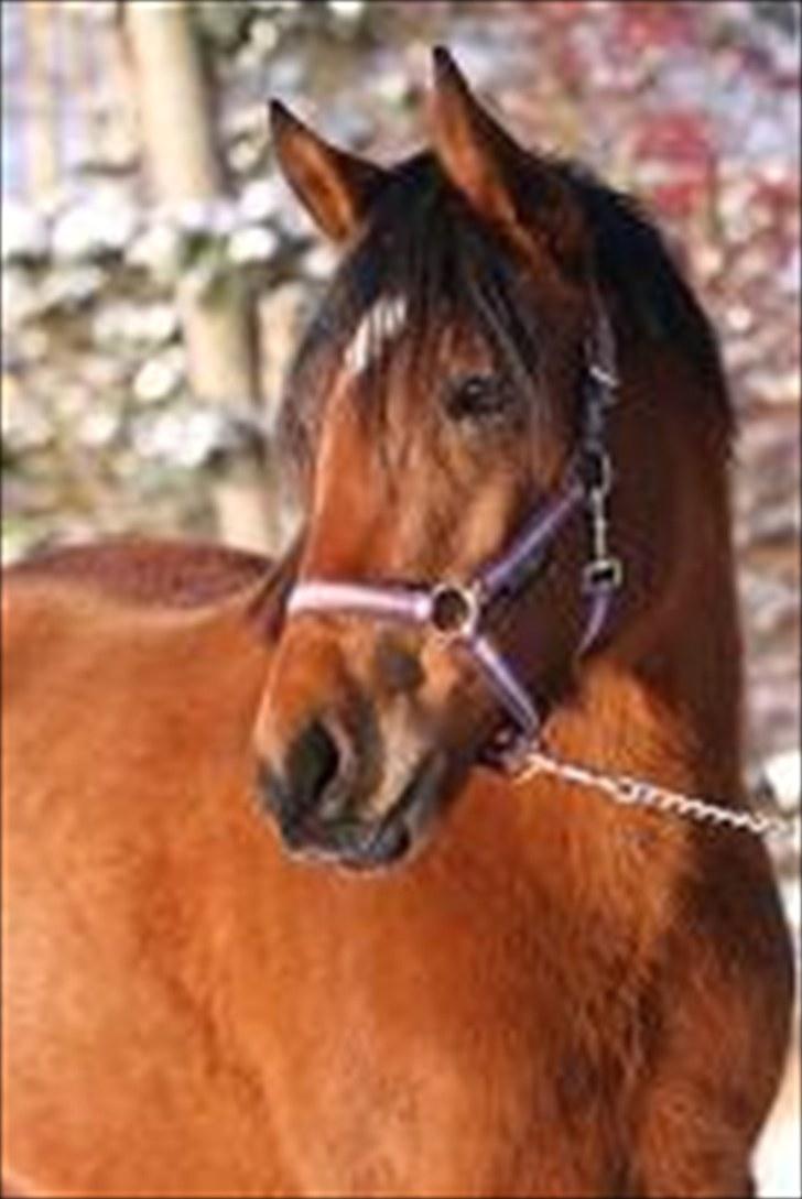 New Forest Skovlundegårds La Bella  [Tidl. part.] billede 13