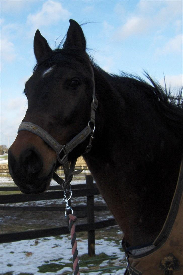 Anden særlig race † Flint R.I.P † billede 7