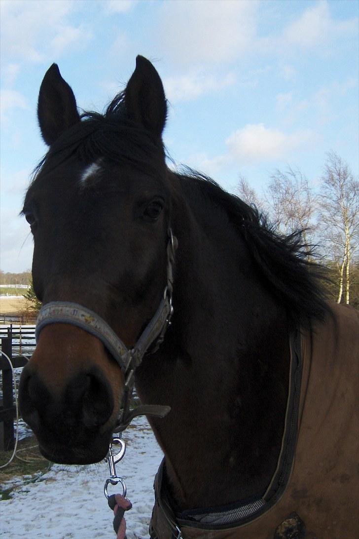 Anden særlig race † Flint R.I.P † billede 8