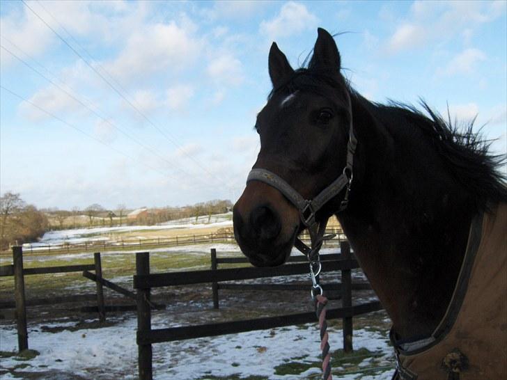 Anden særlig race † Flint R.I.P † - den skønne Flint i vinters billede 9