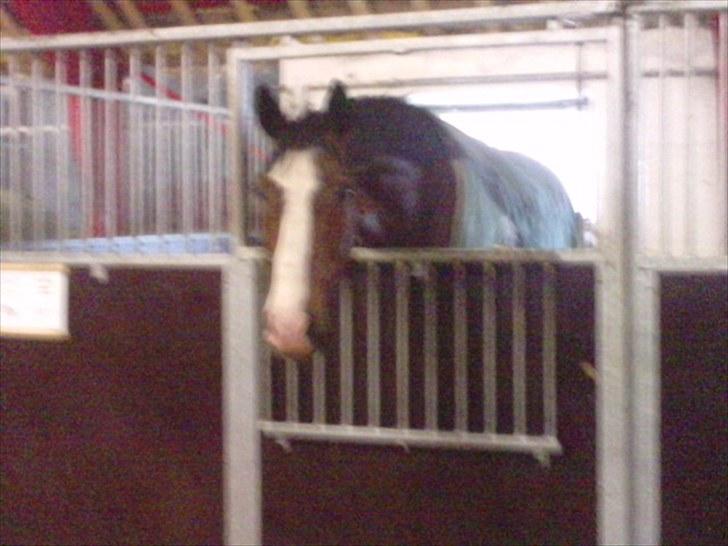 Dansk Varmblod Monsieur Don-Bell - R.I.P - Lille en - Fredag sen aften, og stadig glad for at se mor <3 Min prins  billede 10