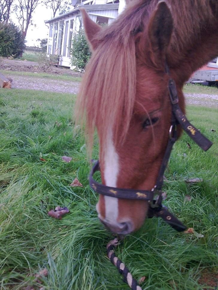 Anden særlig race Chili af HedegaardenSOLGT billede 11