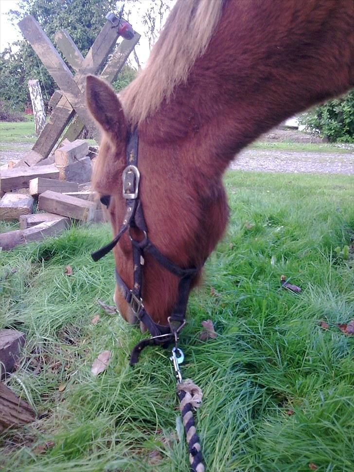 Anden særlig race Chili af HedegaardenSOLGT billede 12