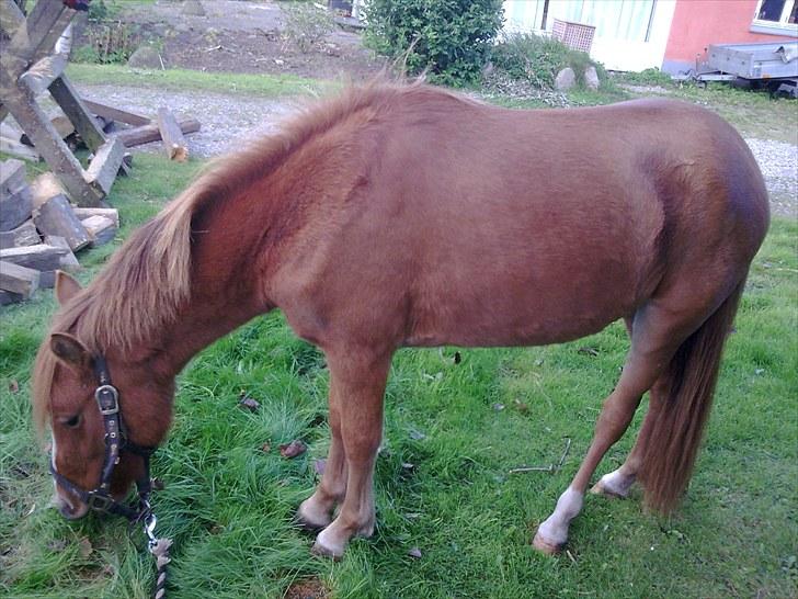 Anden særlig race Chili af HedegaardenSOLGT billede 13