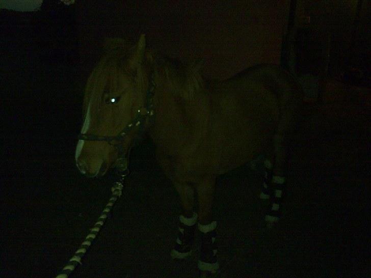 Anden særlig race Chili af HedegaardenSOLGT billede 14