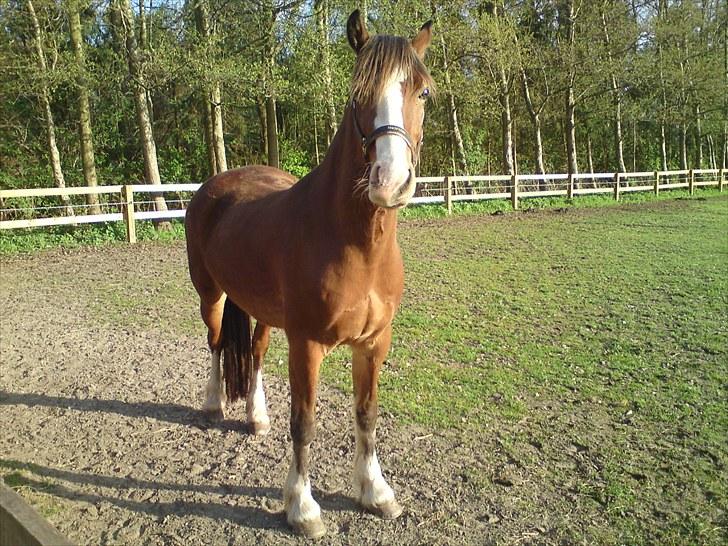 Welsh Cob (sec D) Slæggerups Amazing Sunris - Nu er jeg blevet 4 år... Og det er nu 7 mdr siden jeg kom tilskade, men jeg har det godt. <3 billede 20