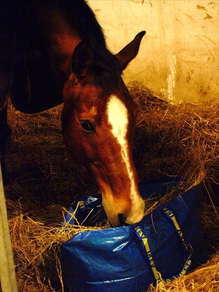 Dansk Varmblod Ginnerup Ibrahim R.I.P :( - Ibber på vej ned i wrap posen;) billede 8