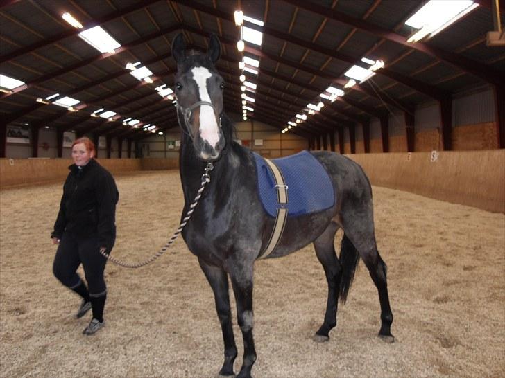 Dansk Varmblod Pointsprings Maddison - Første gang med et underlag på ryggen, samt gjord! :D billede 17