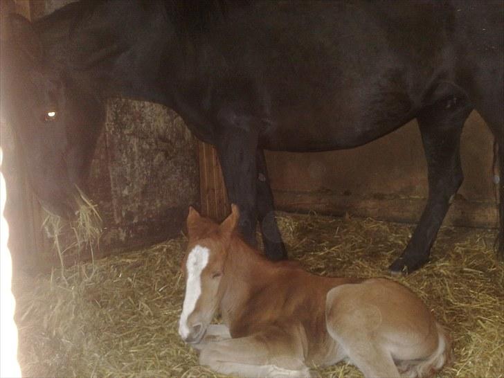 DSP Zacho's Zaciel (Bette-lort) billede 11