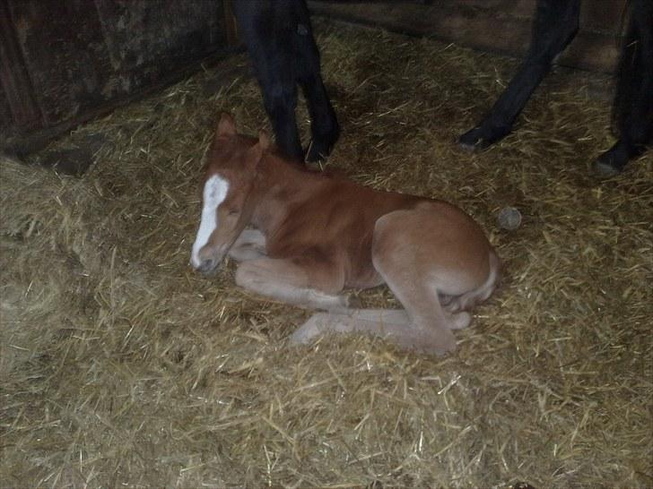 DSP Zacho's Zaciel (Bette-lort) billede 12