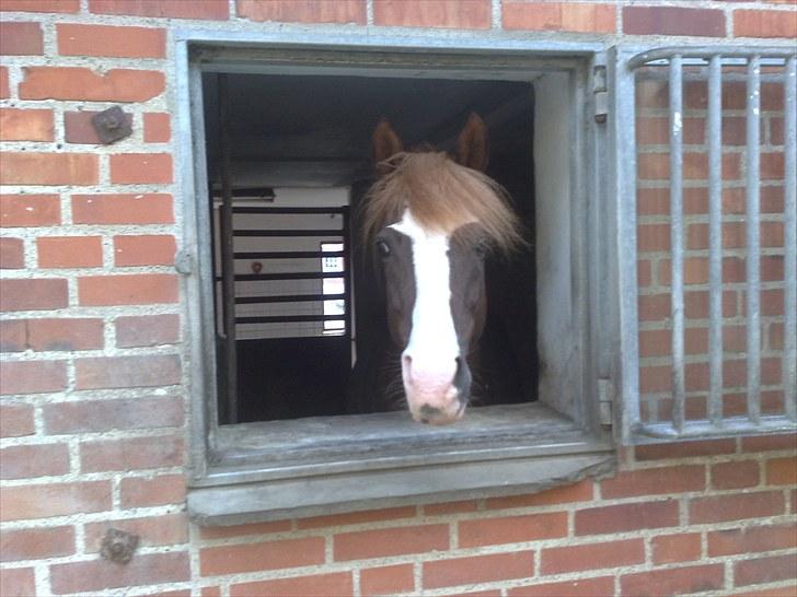 DSP Zacho's Zaciel (Bette-lort) - her er daddy :prinsen  billede 13