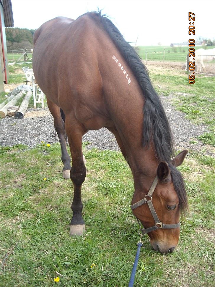 Traver haniball†16-05-2011† billede 6