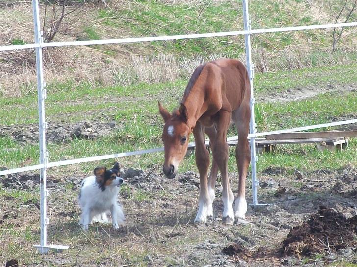 Anden særlig race Solos Alfredo  billede 1