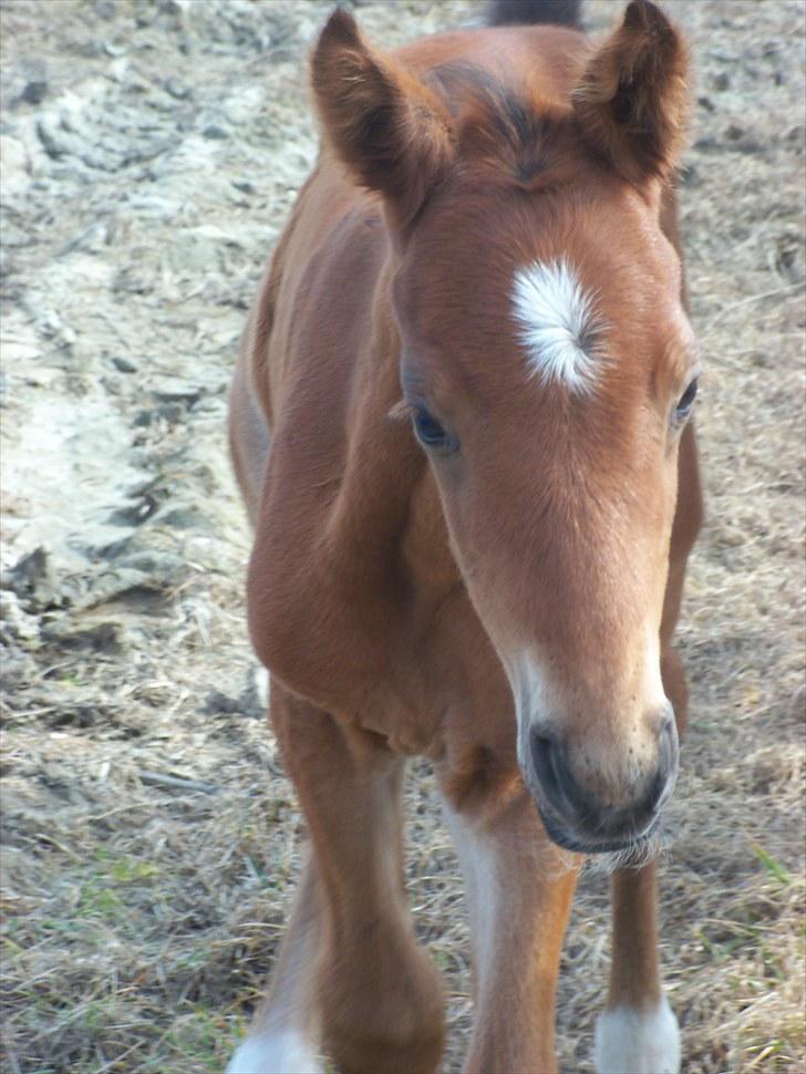 Anden særlig race Solos Alfredo  billede 2
