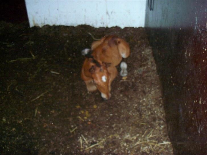 Anden særlig race Solos Alfredo  - Lidt efter fødslen. :) billede 3