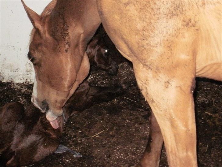 Anden særlig race Solos Alfredo  billede 4