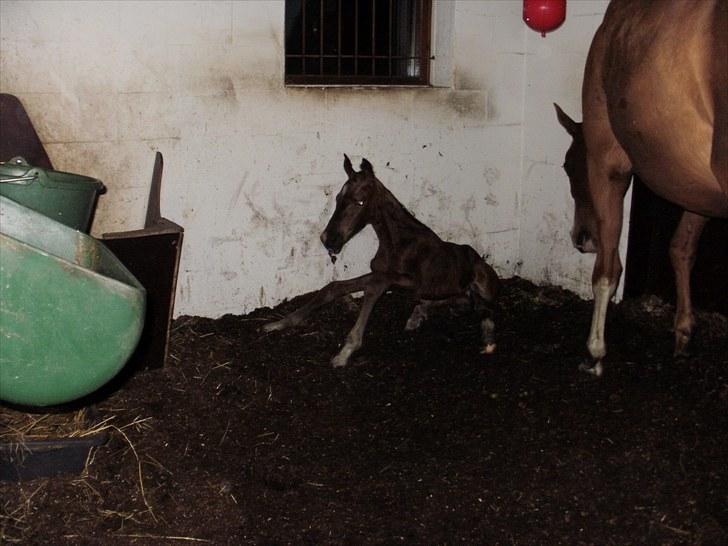 Anden særlig race Solos Alfredo  - Første forsøg på at rejse sig. :) billede 5