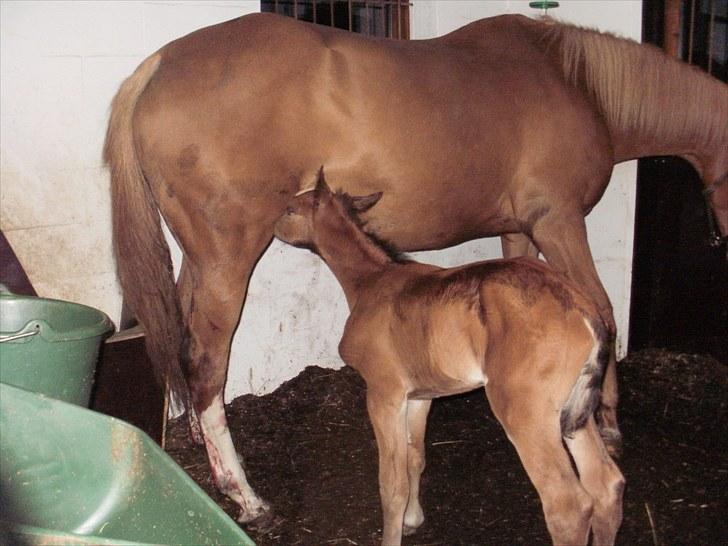 Anden særlig race Solos Alfredo  billede 6