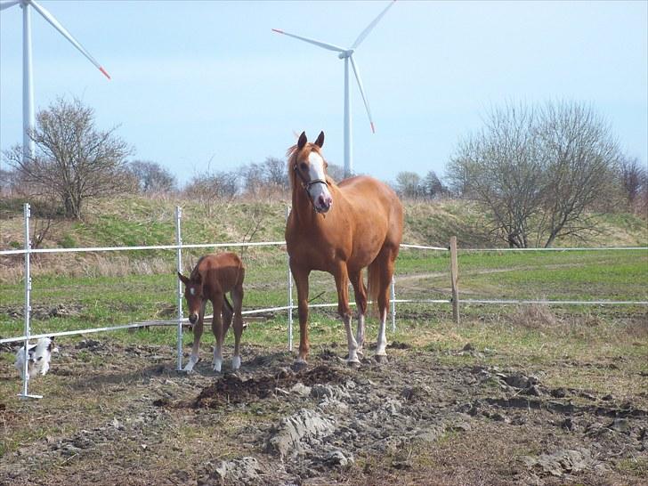 Anden særlig race Solos Alfredo  - En smuk og stolt mor med sin dejlige baby :) <3 billede 7