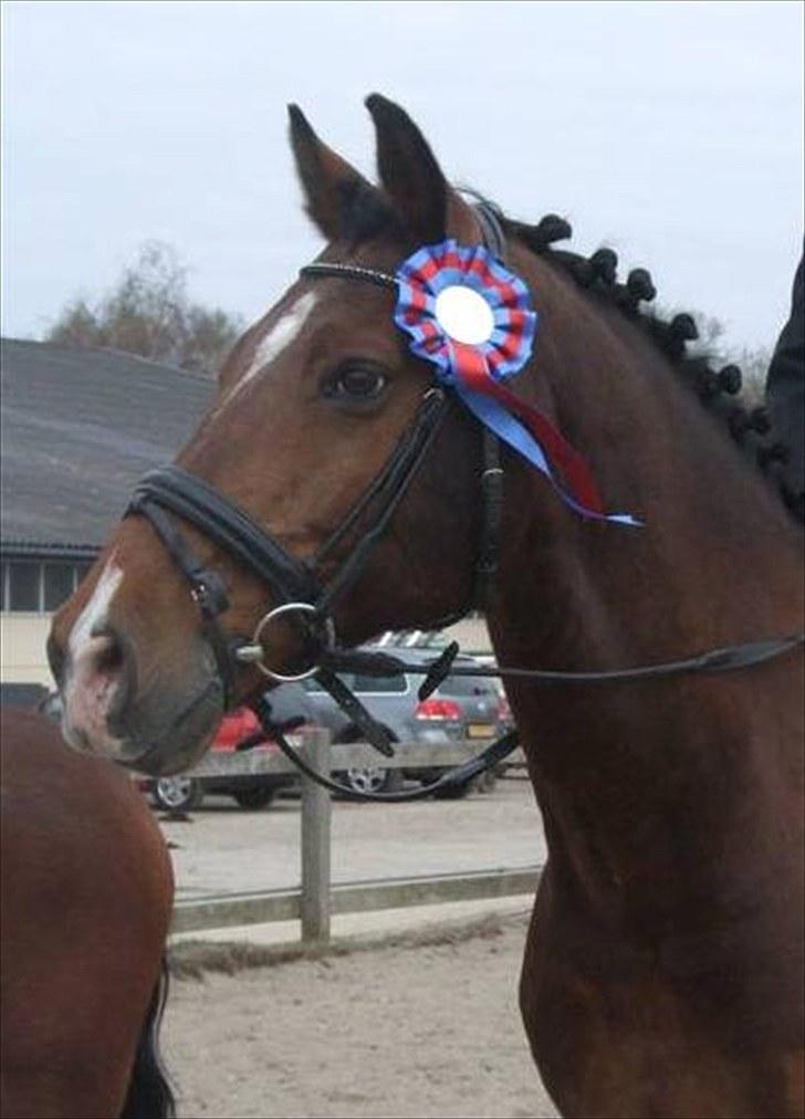 Holstener Zitano - Efter stævne på VEK billede 6