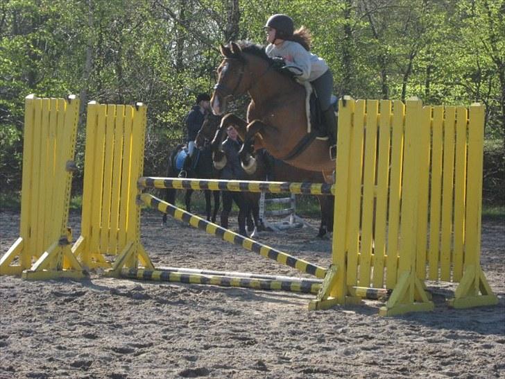 Holstener Zitano - Træning d. 5. maj 2010 billede 7