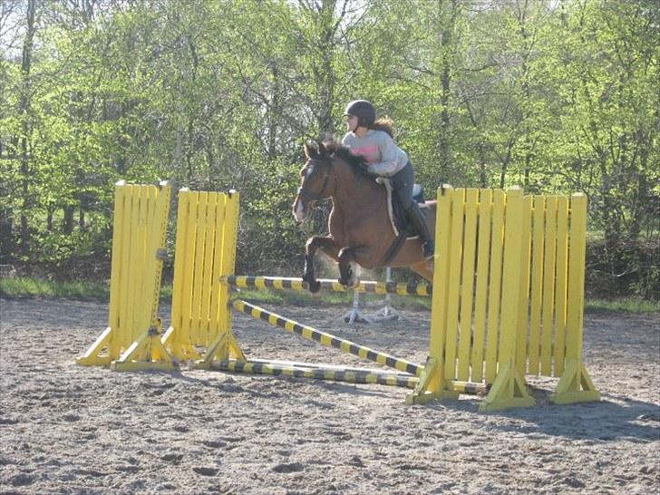 Holstener Zitano - Træning d. 5. maj 2010 billede 8