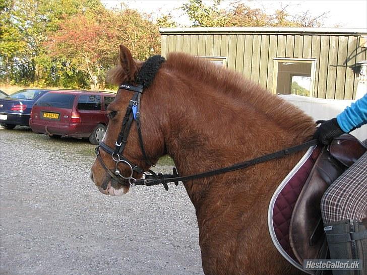 Anden særlig race Laban *Labbe* - Skridter af efter spring :D billede 2