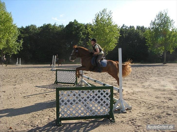 Anden særlig race Laban *Labbe* - Da jeg lige var startet op med ham :) billede 14