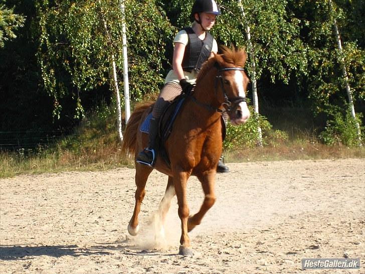 Anden særlig race Laban *Labbe* billede 15