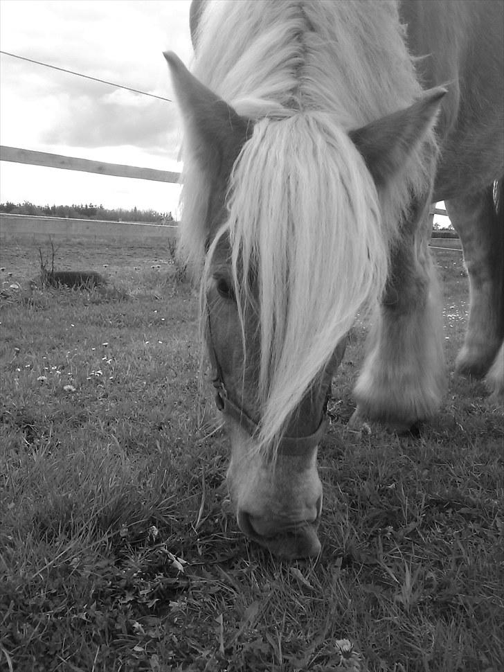 Jyde Østervig Storm P  - Foto: Mig | Se den fjollede mule. klart yndlings del <3  billede 14