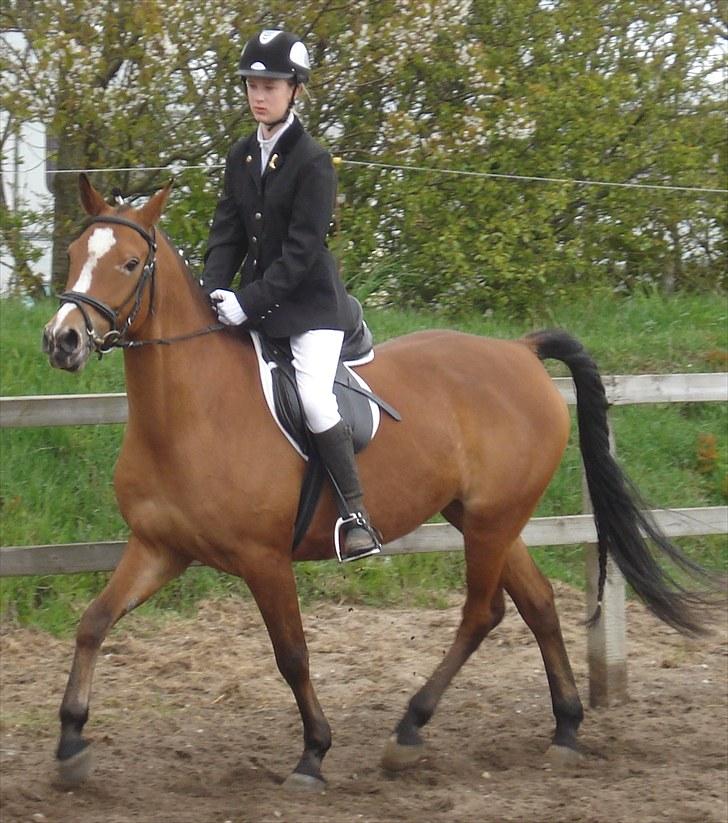 Anden særlig race Chanel - #5 hvor går du fint bby billede 5