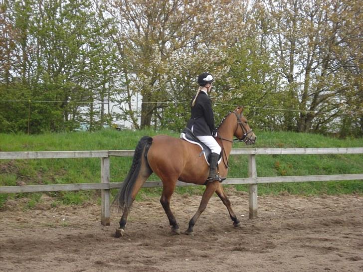 Anden særlig race Chanel - #6 hov en bagdel!!! billede 6